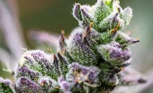 Nahaufnahme von Cannabisblüten, die mit frostigen Trichomen bedeckt sind. Die Blüten weisen sowohl grüne als auch violette Farbtöne auf, wobei zahlreiche winzige, glitzernde Harzdrüsen die Textur verbessern. Der Hintergrund ist unscharf, wodurch die Details der Cannabispflanze im Vordergrund hervorgehoben werden.