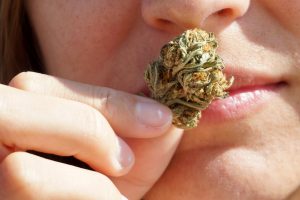 Eine Person hält eine Cannabisblüte nah an ihre Nase, in die Nähe ihres Mundes und inhaliert ihren Duft. Die Nahaufnahme hebt ihre Finger, die Textur der Cannabisblüte und einen Teil ihres Gesichts hervor, wobei der Fokus auf Nase und Lippen liegt.