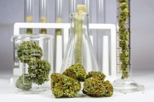 Ein wissenschaftlicher Aufbau umfasst einen Messzylinder, einen 50-ml-Becher und einen Erlenmeyerkolben, die alle Cannabisblüten enthalten. Im Hintergrund sind weitere Reagenzgläser in einem Gestell zu sehen, in einem davon befindet sich ein gedrehter Cannabis-Joint.