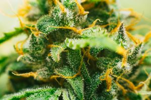Nahaufnahme einer Cannabispflanze mit dichten Büscheln grüner Blätter und Knospen, die mit kristallinen Trichomen bedeckt sind und durch und durch mit orangefarbenen Stempeln verflochten sind. Die Details heben die Textur- und Farbvariationen der Pflanze hervor.