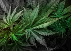 Nahaufnahme von Cannabisblättern in verschiedenen Grün- und Dunkelgrautönen. Die Blätter sind detailliert, ihre gezackten Ränder und markanten Adern sind deutlich sichtbar. Das Licht erzeugt subtile Farbverläufe auf dem Blattwerk und verleiht dem Bild Tiefe.